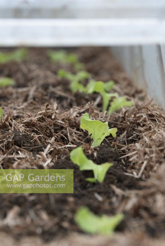 Lactuca sativa - Jeunes plants de laitue sous une cloche entourée de strulch 