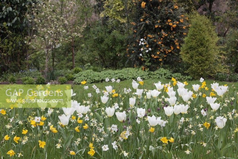 Tulipa 'Sylvestris', T. Purissima, Narcissus 'WP Milner', N. Actaea et Fritillaria meleagris poussant dans l'herbe 