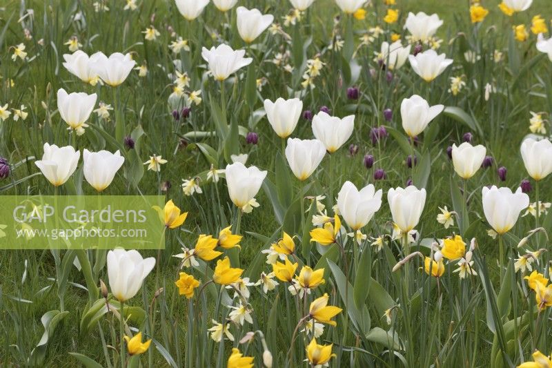 Tulipa 'Sylvestris', T. Purissima, Narcissus 'WP Milner et Fritillaria meleagris poussant dans l'herbe 