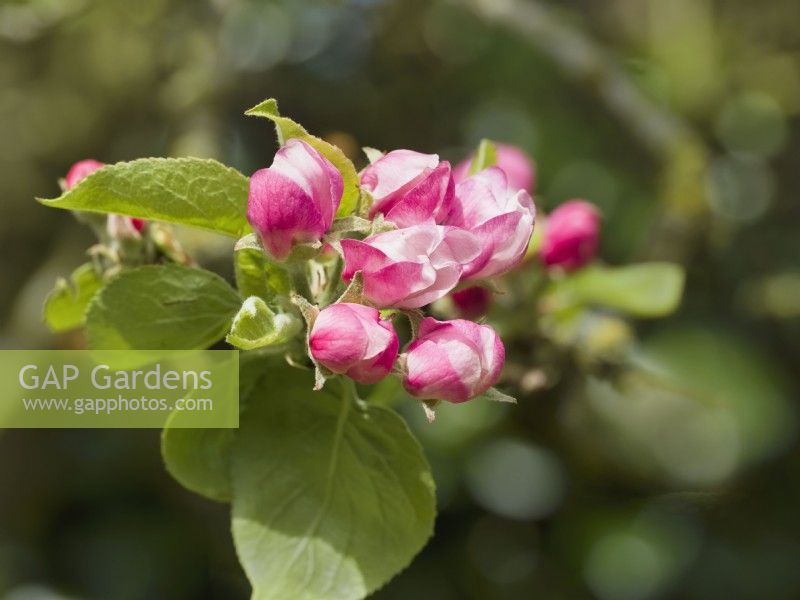 Bourgeons de fleurs de pommier Malus domestica 'Bramley' 