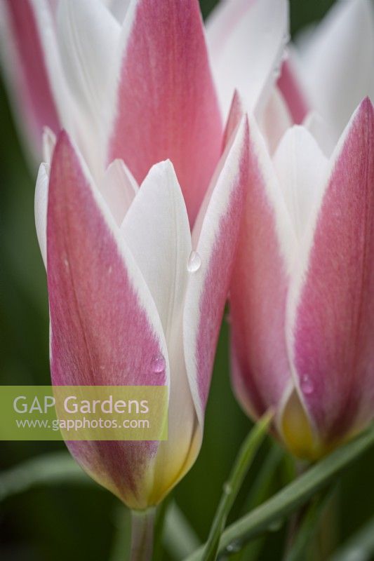 Tulipa 'Bâton de menthe poivrée' 