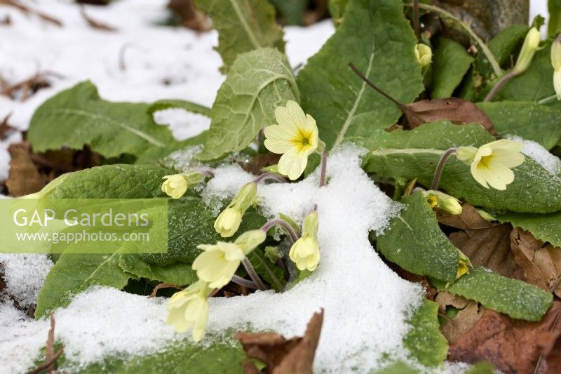 Primula vulgaris poussant dans la neige 