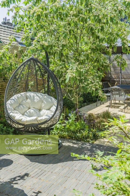 Une chaise de jardin extérieure suspendue dans un petit jardin urbain ensoleillé avec de l'ombre tachetée fournie par un cotonéaster à plusieurs tiges. Juin. 