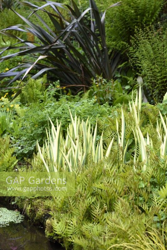 Iris pallida 'Argentea Variegata' en avril 