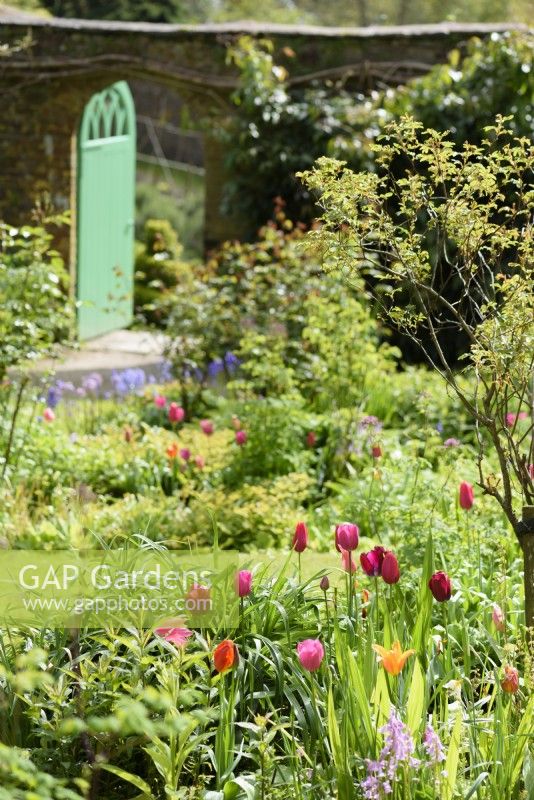 Tulipes dans le jardin clos de l'abbaye de Hartland en avril 