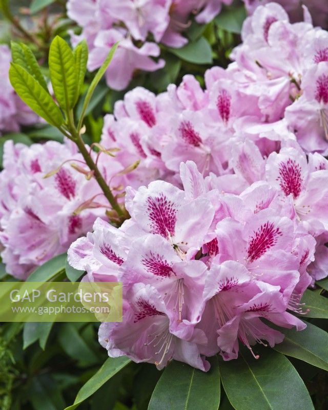 Rhododendron 'Mme Furnival' 
