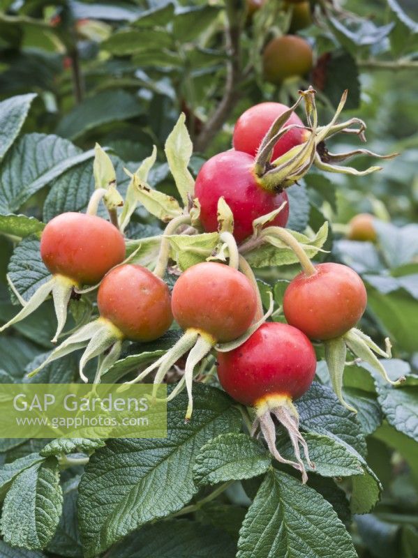 Rosa rugosa 'Alba' - hanches mûrissantes 