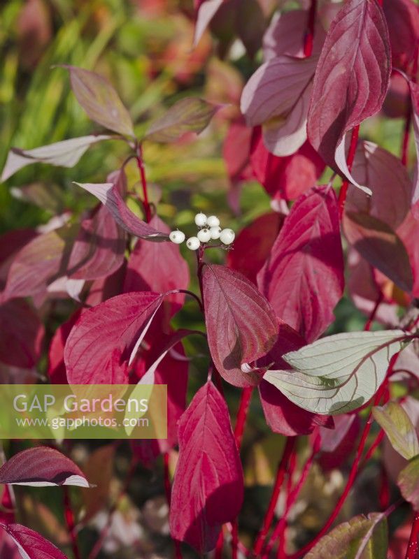 Cornus alba Baton Rouge 'Minbat' - Cornouiller - feuilles et tiges rouges en automne 