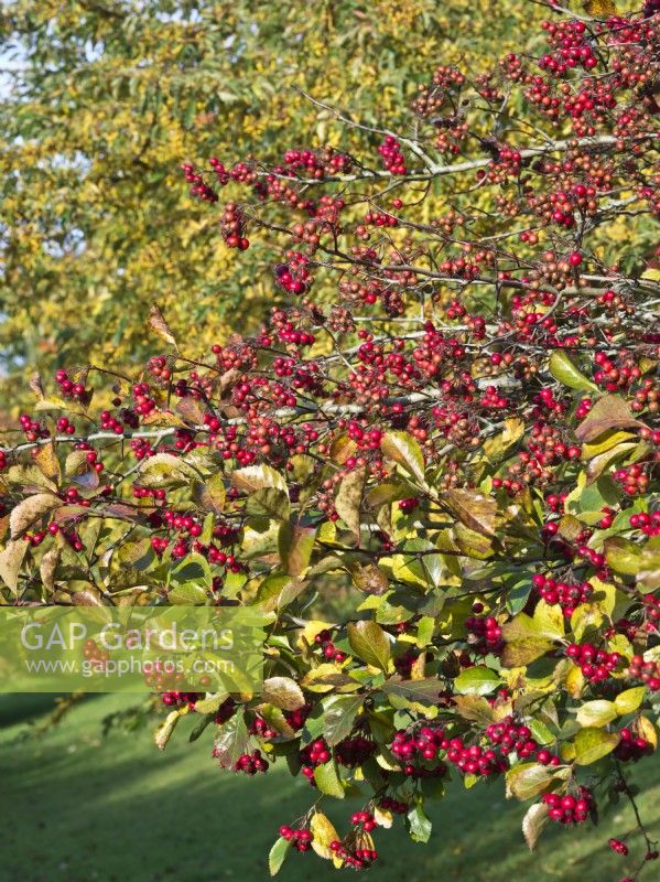 Crataegus persimilis 'Prunifolia' - Baies rouges en automne - Aubépine, Épine à larges feuilles 