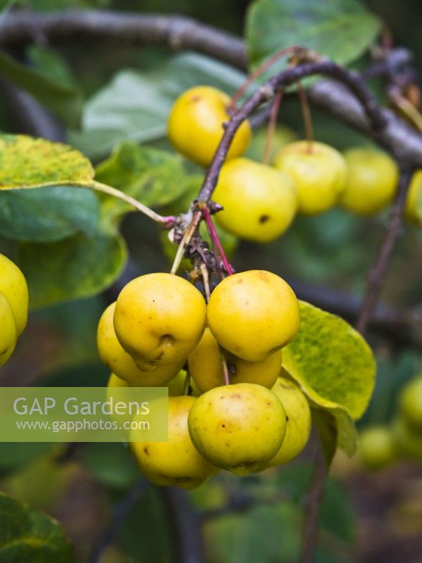 Malus 'Butterball' - Pomme sauvage, fruits jaunes en automne 