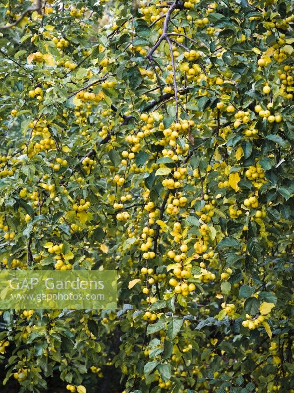 Malus 'Butterball' - Pomme sauvage, fruits jaunes en automne 