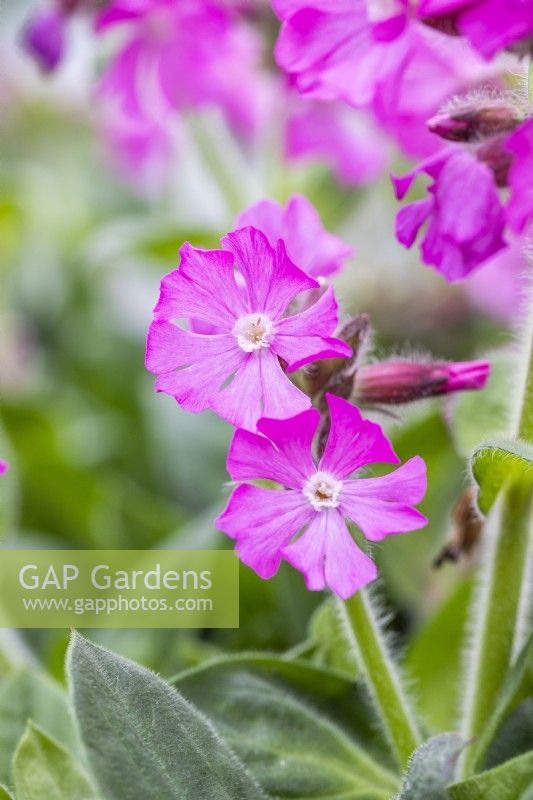 Silene 'Le favori de Rollie' 