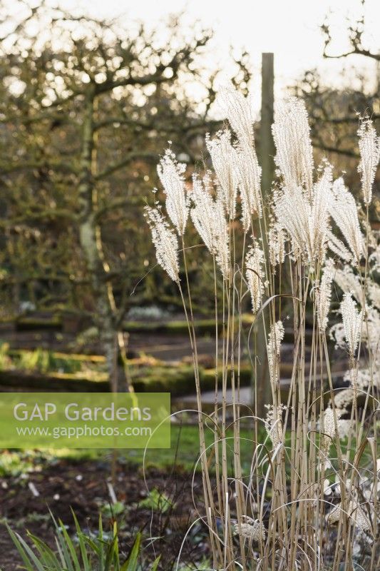 Têtes de fleurs de Miscanthus illuminées par le soleil d'hiver dans le jardin d'Ivy Croft en janvier 