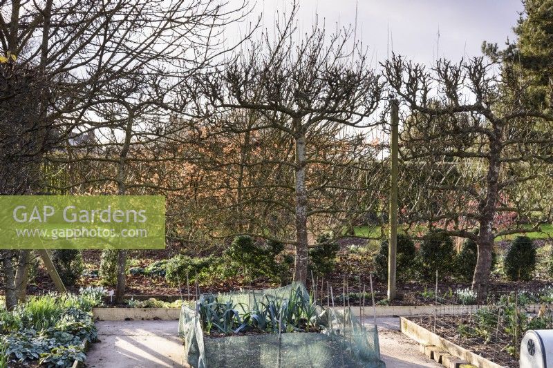 Jardin potager formel encadré d'arbres fruitiers en espalier à Ivy Croft en janvier 