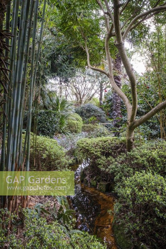 Un ruisseau traversant un jardin semi-tropical, ombragé par des palmiers et des bambous 