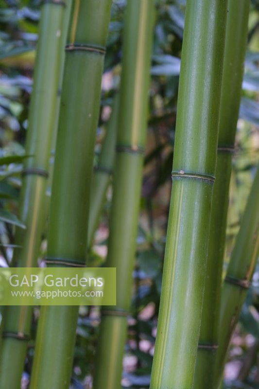Phyllostachys vivax, le bambou chinois 