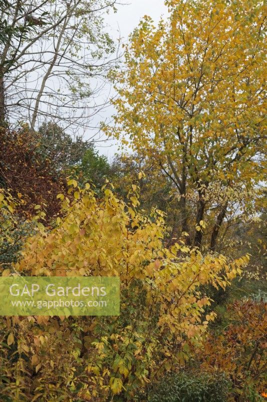 Parterre de fleurs mixte de fin d'automne avec Cornus 'Midwinter Fire' et Salix caprea 