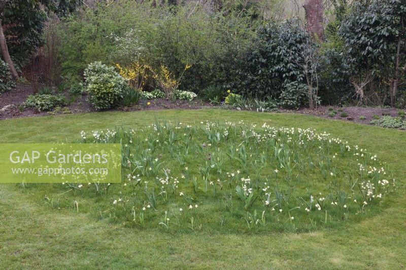 Tulipa 'Turkestanica', Narcissus bulbocodium 'Arctic Bells' et Fritillaria meleagris poussant en cercle dans l'herbe 