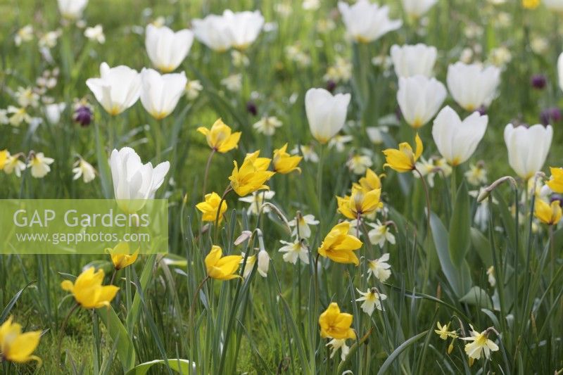 Tulipa 'Sylvestris', T. Purissima et Narcissus 'WP Milner' poussant dans l'herbe 