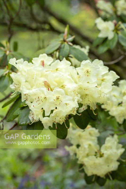 Rhododendron 'Moonshine Bright' - au printemps 