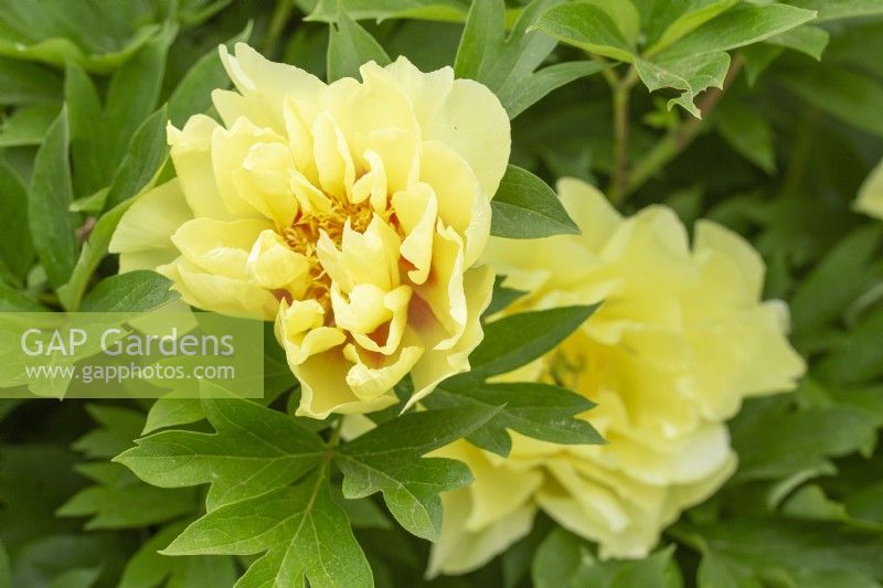 Paeonia 'Yellow Waterlily' - Pivoines intersectionnelles Itoh - Printemps 