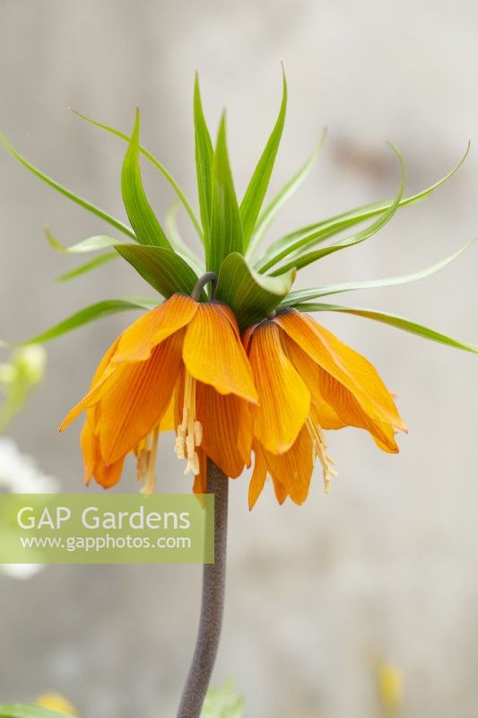 Fritillaria Imperialis 'Sunset' Couronne impériale 