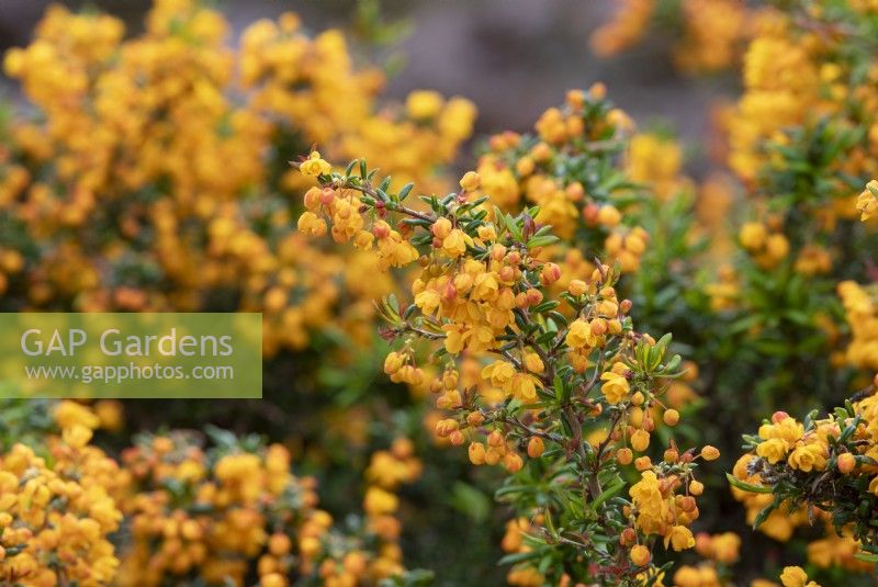 Berberis x stenophylla 'Corallina Compacta' - Épine-vinette dorée 