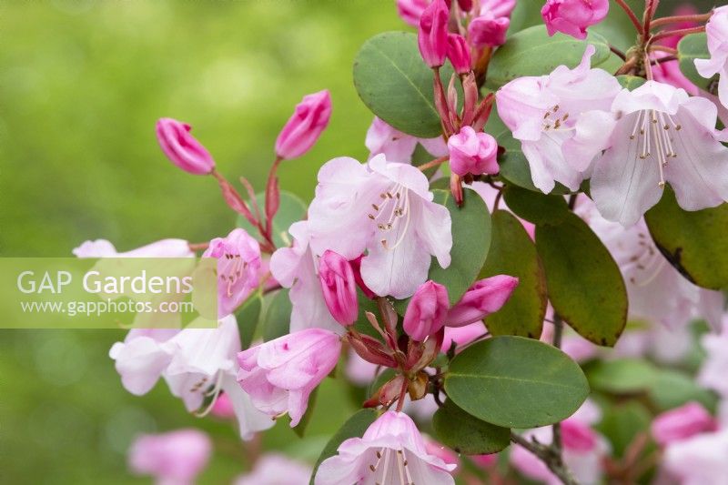 Rhododendron 'Brocart' 