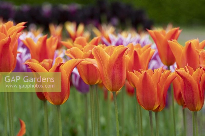 Tulipa 'Ballerine' - Tulipe à Fleurs de Lys 