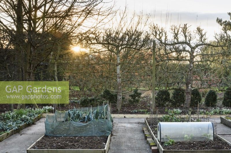 Potager formel de bordures de légumes surélevées entouré d'arbres fruitiers en espalier à Ivy Croft en janvier 