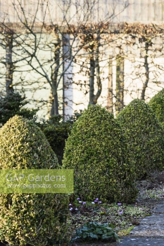 Rangée de boîtes panachées taillées, Buxus sempervirens 'Elegantissima' en janvier à Ivy Croft 