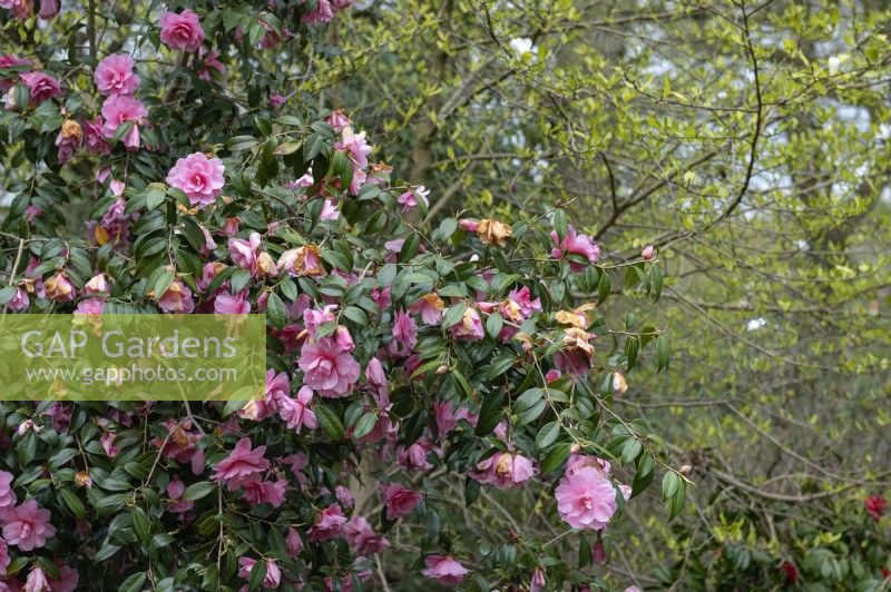 Camellia x williamsii 'Don' 