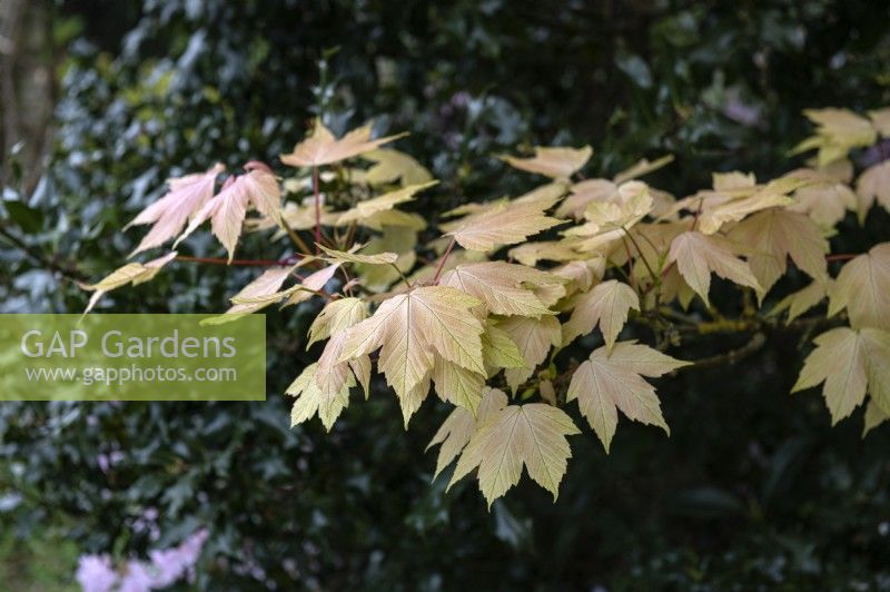 Acer pseudoplatanus 'Brilliantissimum' Érable du Japon 