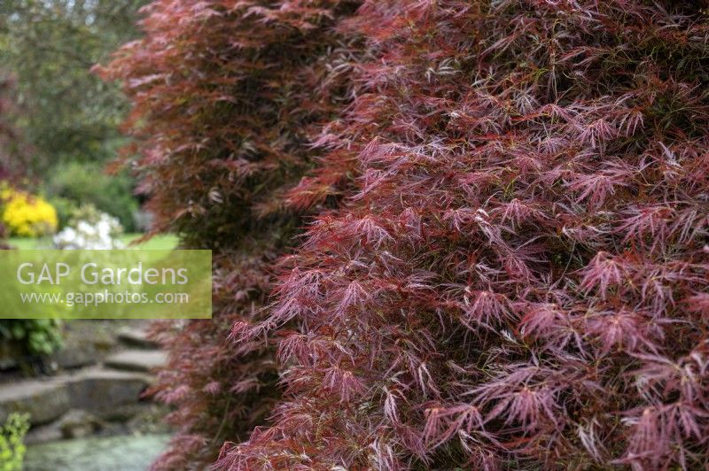 Acer palmatum var dissectum 'Artropurpureum' Érable du Japon 