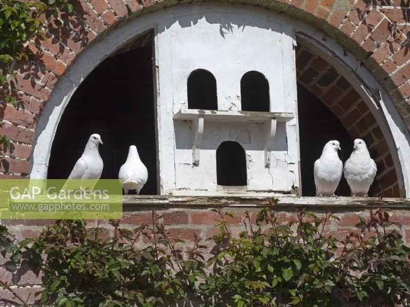 Pigeons à queue en éventail regardant depuis un vieux pigeonnier 