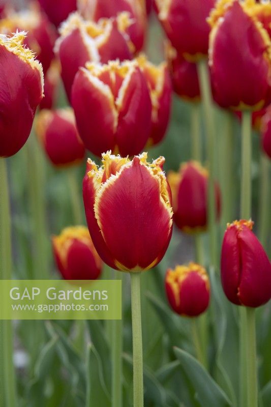 Tulipa 'Davenport' - Tulipe frangée 