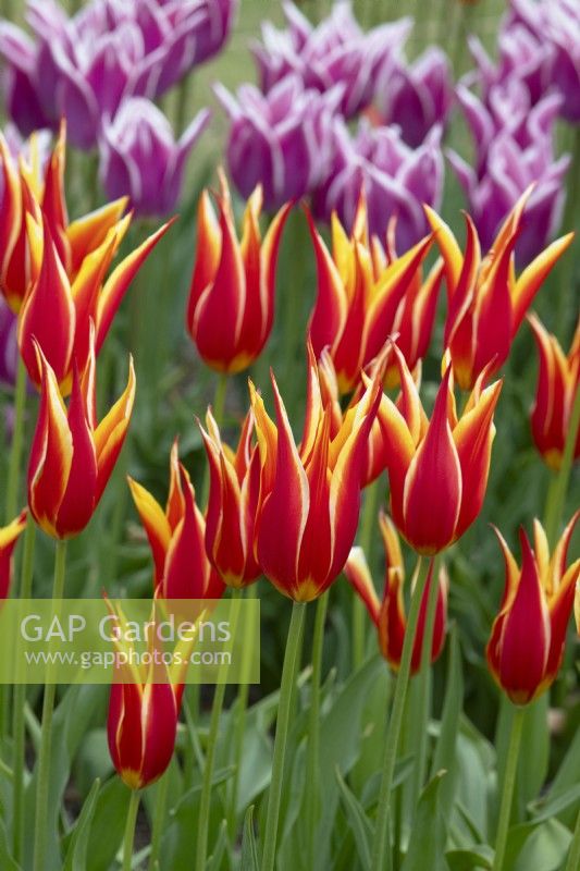 Tulipa 'Aladdin' - Tulipe à fleurs de lys 