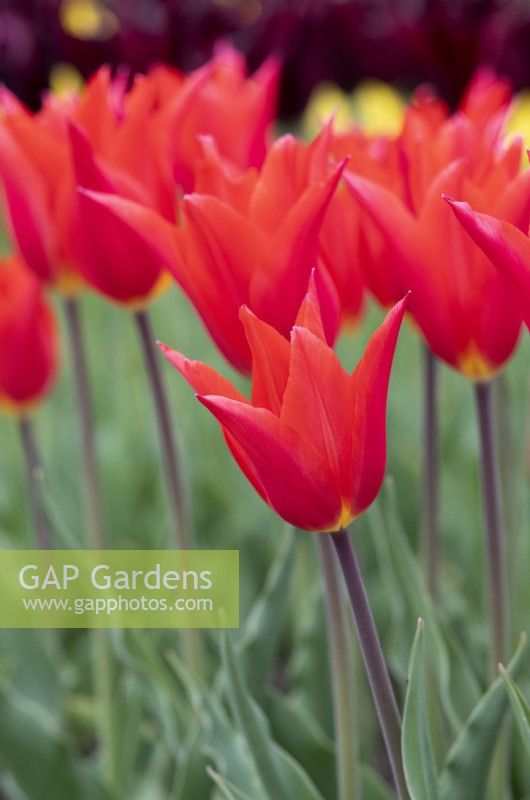 Tulipa 'Royal Charm' - Tulipe à Fleurs de Lys 