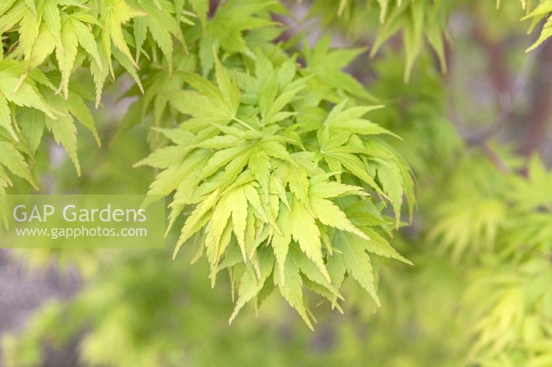 Acer palmatum 'Sango Kaku' Érable du Japon 