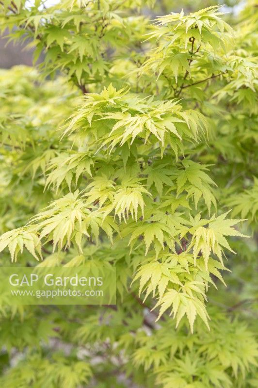 Acer palmatum 'Sango Kaku' Érable du Japon 