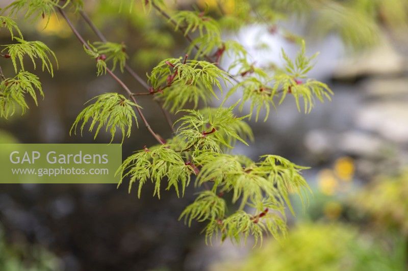 Acer palmatum 'Seiryu' Érable du Japon 
