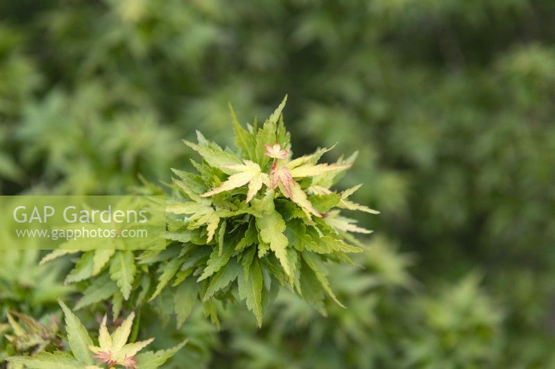 Acer palmatum 'Kotohime' Érable du Japon 