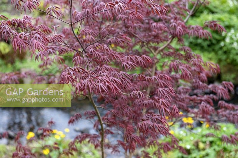 Acer palmatum 'Trompenburg' Érable du Japon 