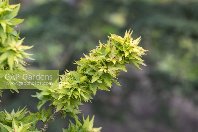 Acer palmatum 'Kotohime' Érable du Japon 
