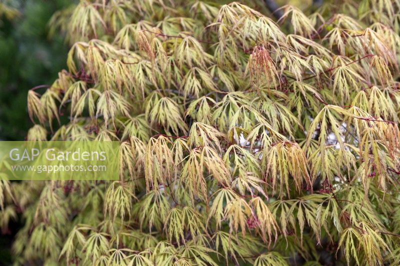 Acer palmatum 'Dissectum flavescens' Érable du Japon 