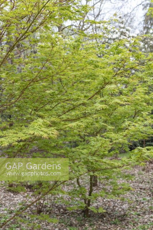 Acer palmatum 'Sangokaku' Érable du Japon 