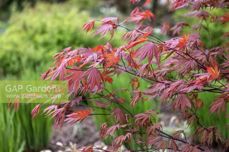 Acer palmatum 'Crimson Prince' Érable du Japon 