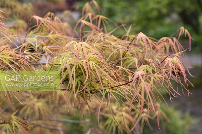 Acer palmatum 'Villa Taranto' Érable du Japon 