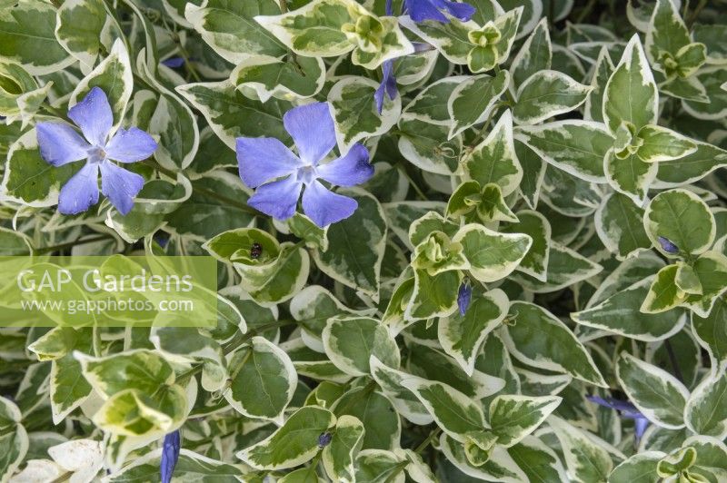 Pervenche Vinca major 'Variegata' 