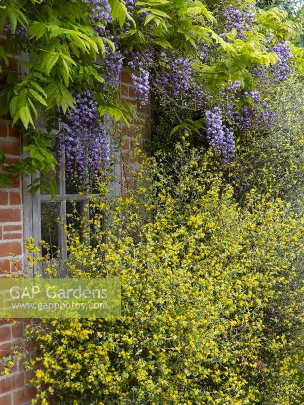 Wisteria sinensis - Wisteria chinoise et Corokia x virgata sur le pavillon dans le jardin méditerranéen East Ruston Old Vicarage Gardens, Norfolk, Royaume-Uni mai 
